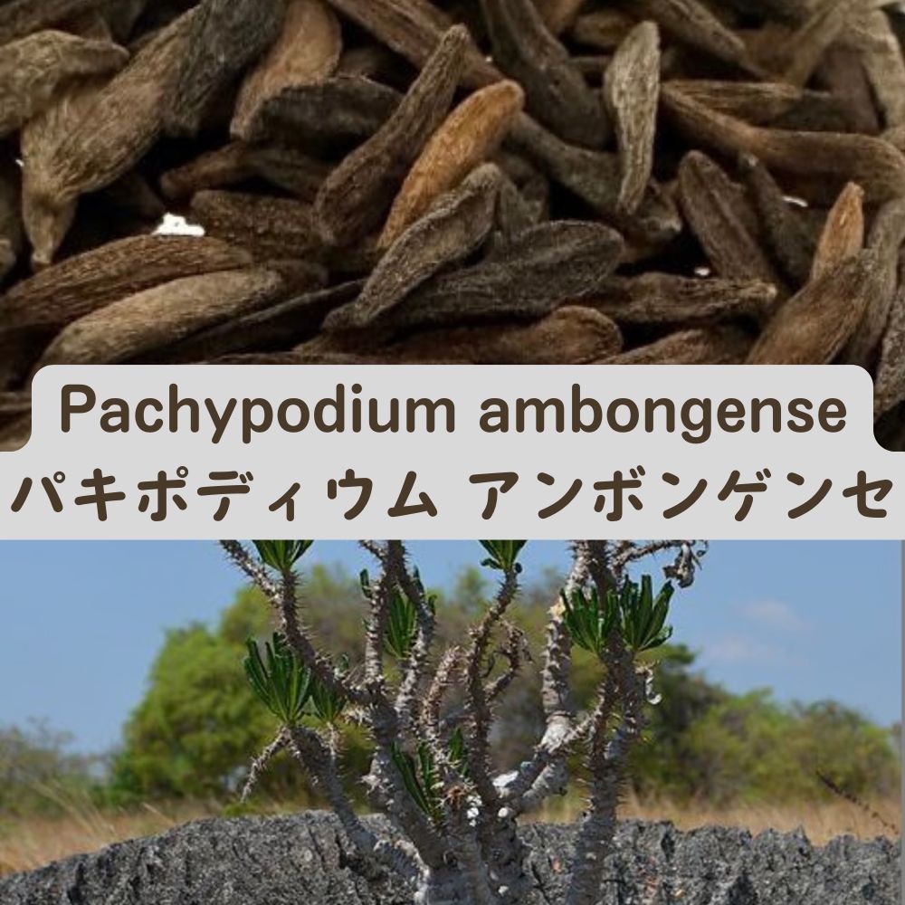 Pachypodium ambongense seeds20/50/100PCS