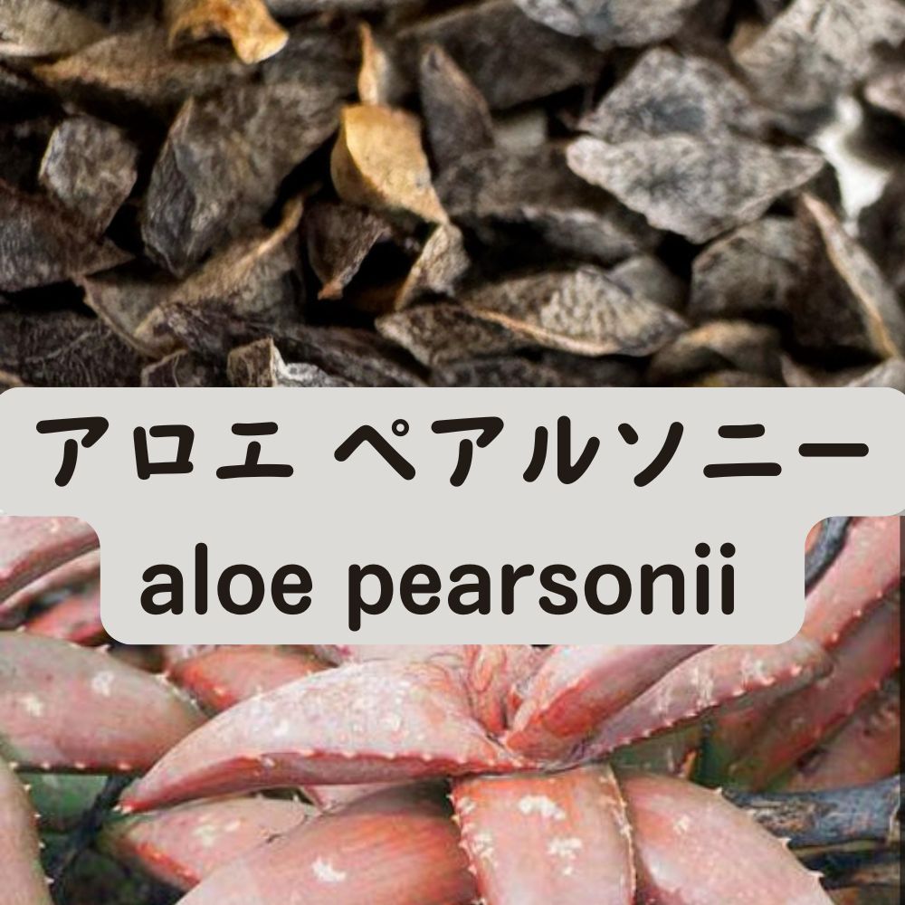 aloe pearsonii Seeds10/20/50PCS