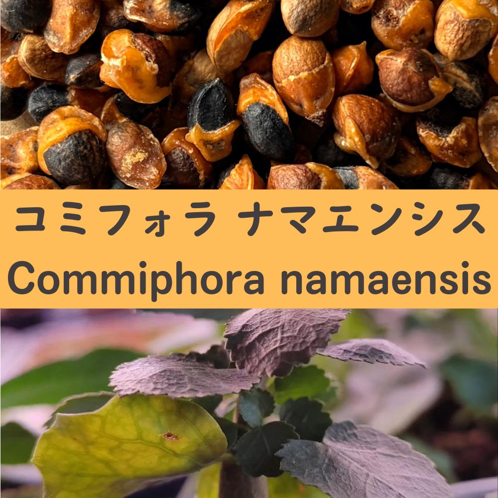 commiphora namaensis seeds20/50/100PCS