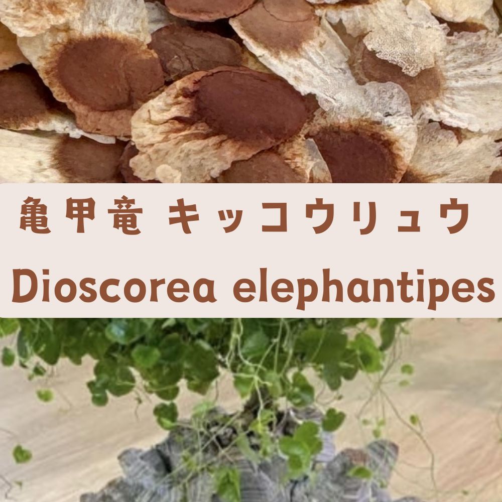 Dioscorea elephantipes seeds100/200/500/1000PCS
