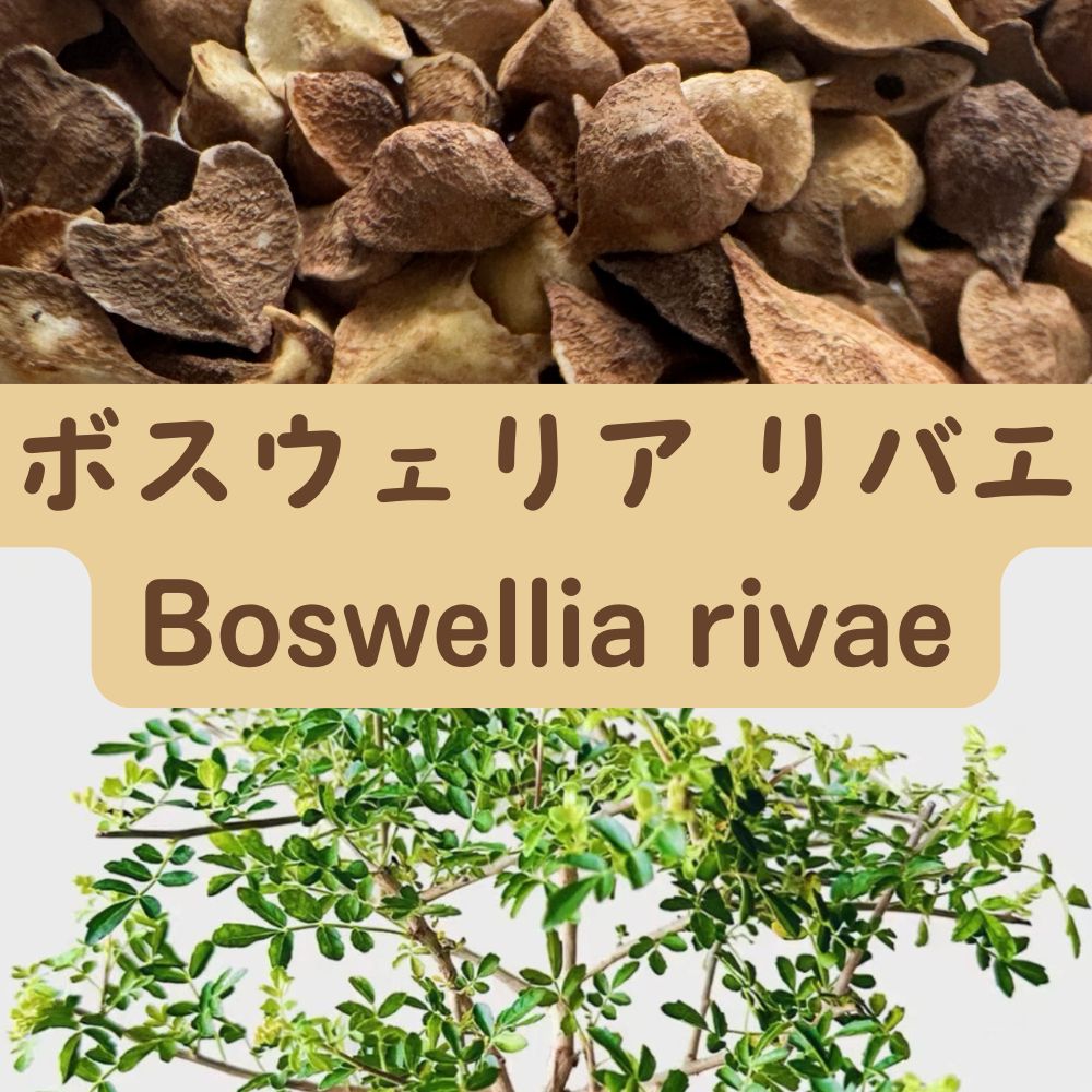 Boswellia rivae seeds20/50/100PCS