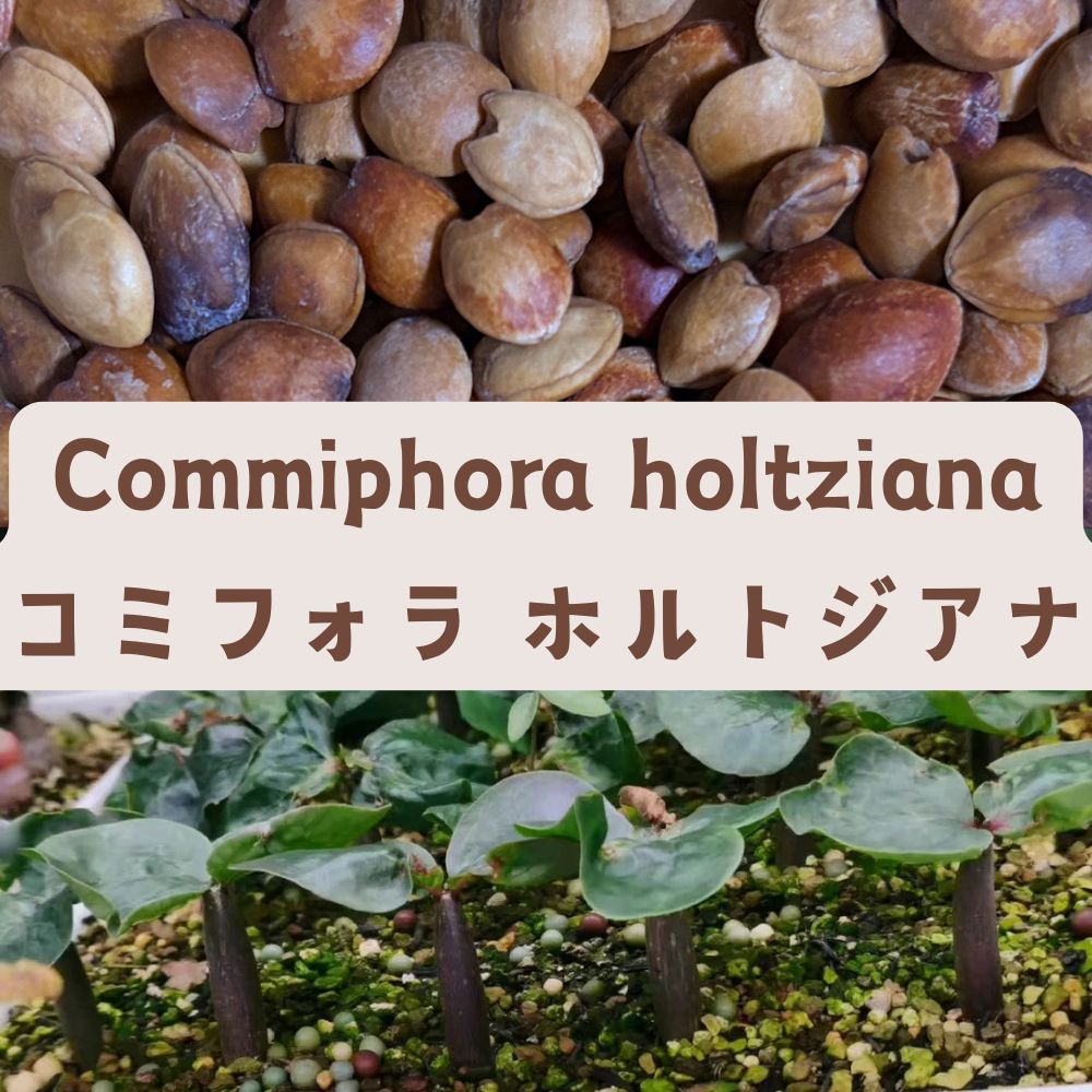 Commiphora holtziana seeds20/50/100PCS