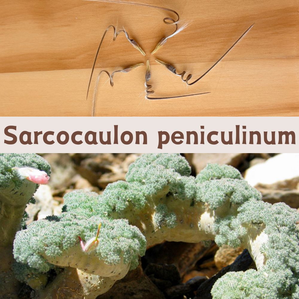 Sarcocaulon peniculinum seeds20/50PCS monsonia peniculi