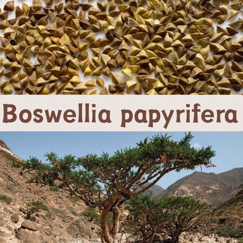 Boswellia papyrifera seeds5/10/20PCS