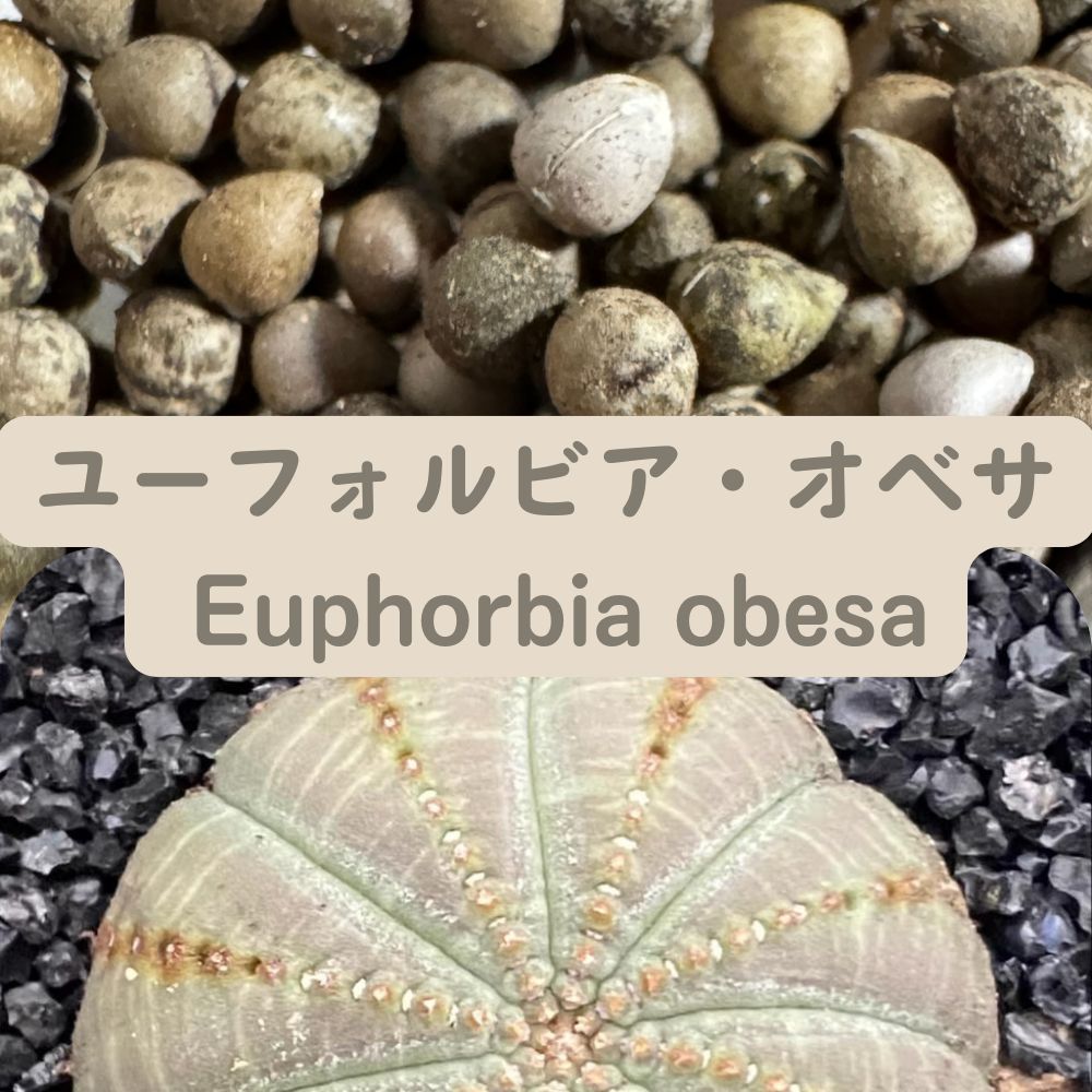 Euphorbia obesa seeds10/20/50/100pcs