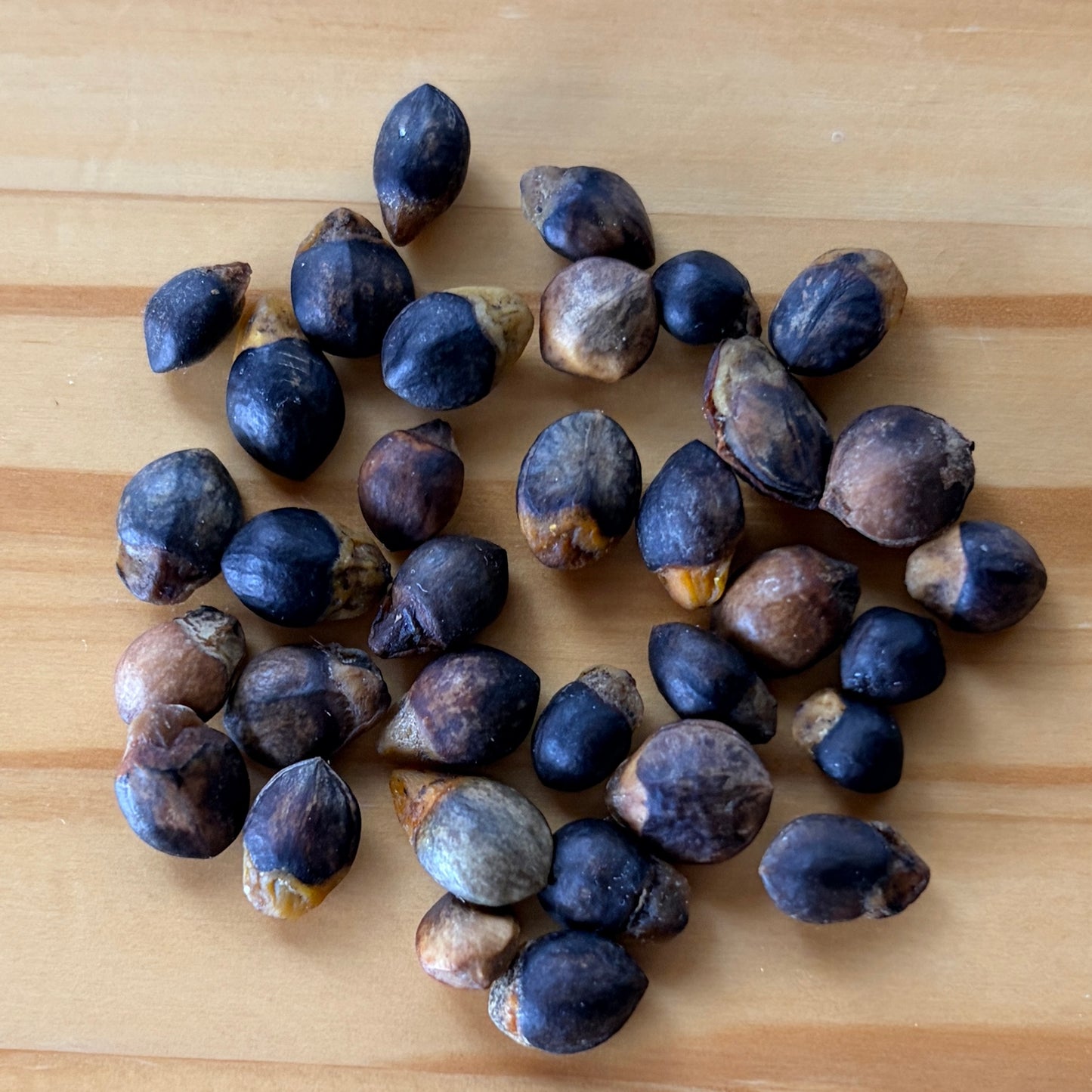 Commiphora wildii Seeds(10 pcs) - Fresh