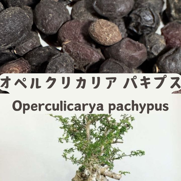 Operculicarya pachypus – Caudex Bonsai Succulent, Fresh Seeds100/200/500PCS