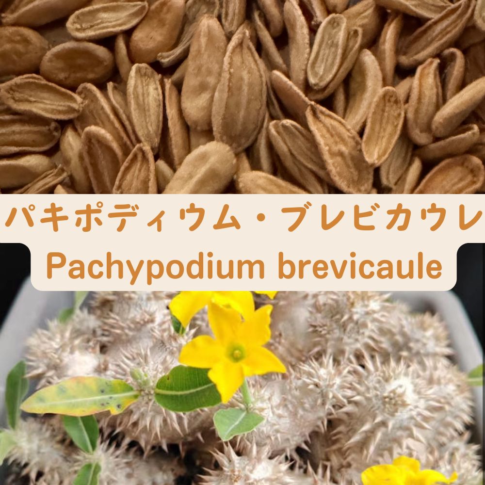 Pachypodium brevicaule seeds50/100/200/500pcs
