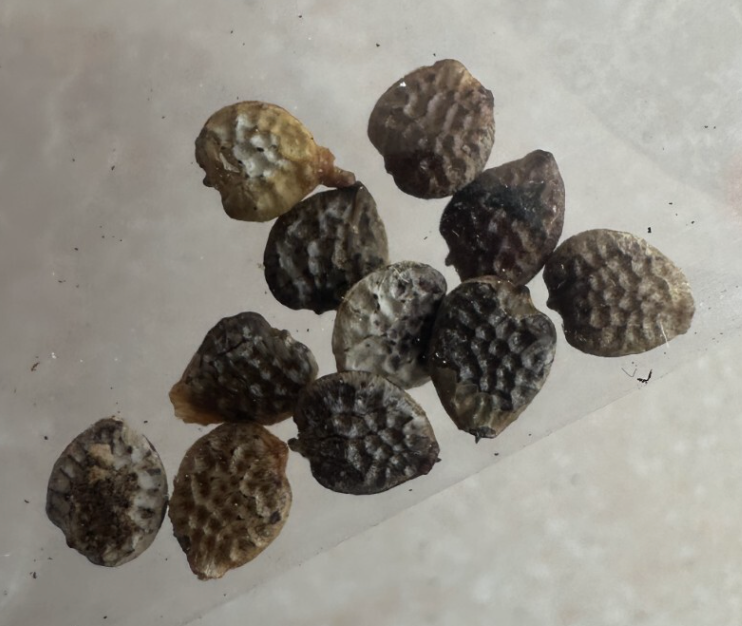 Adenia pechuelii seeds (40 pcs)