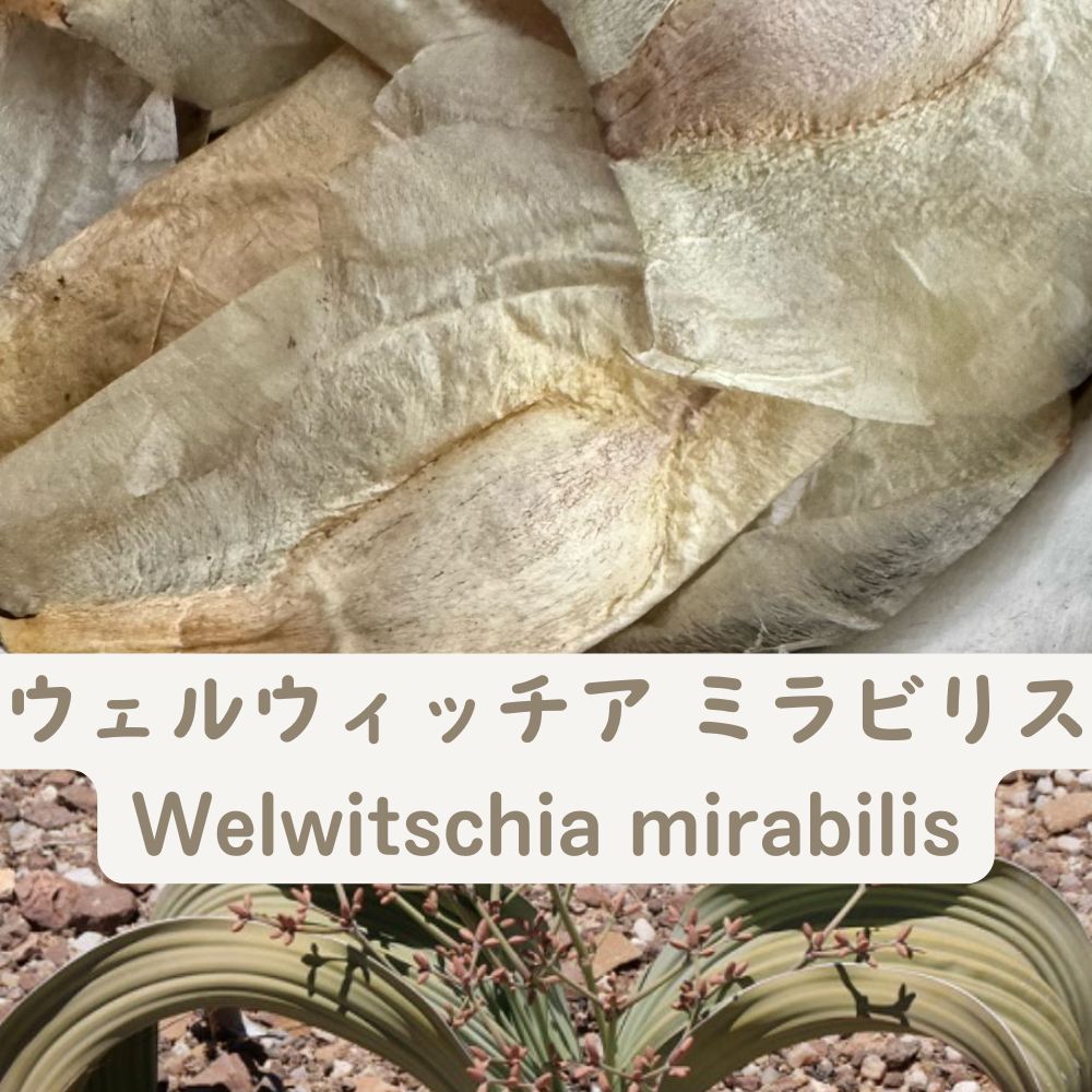 Welwitschia mirabilis Seeds – 10 Seeds | Rare Seed Store