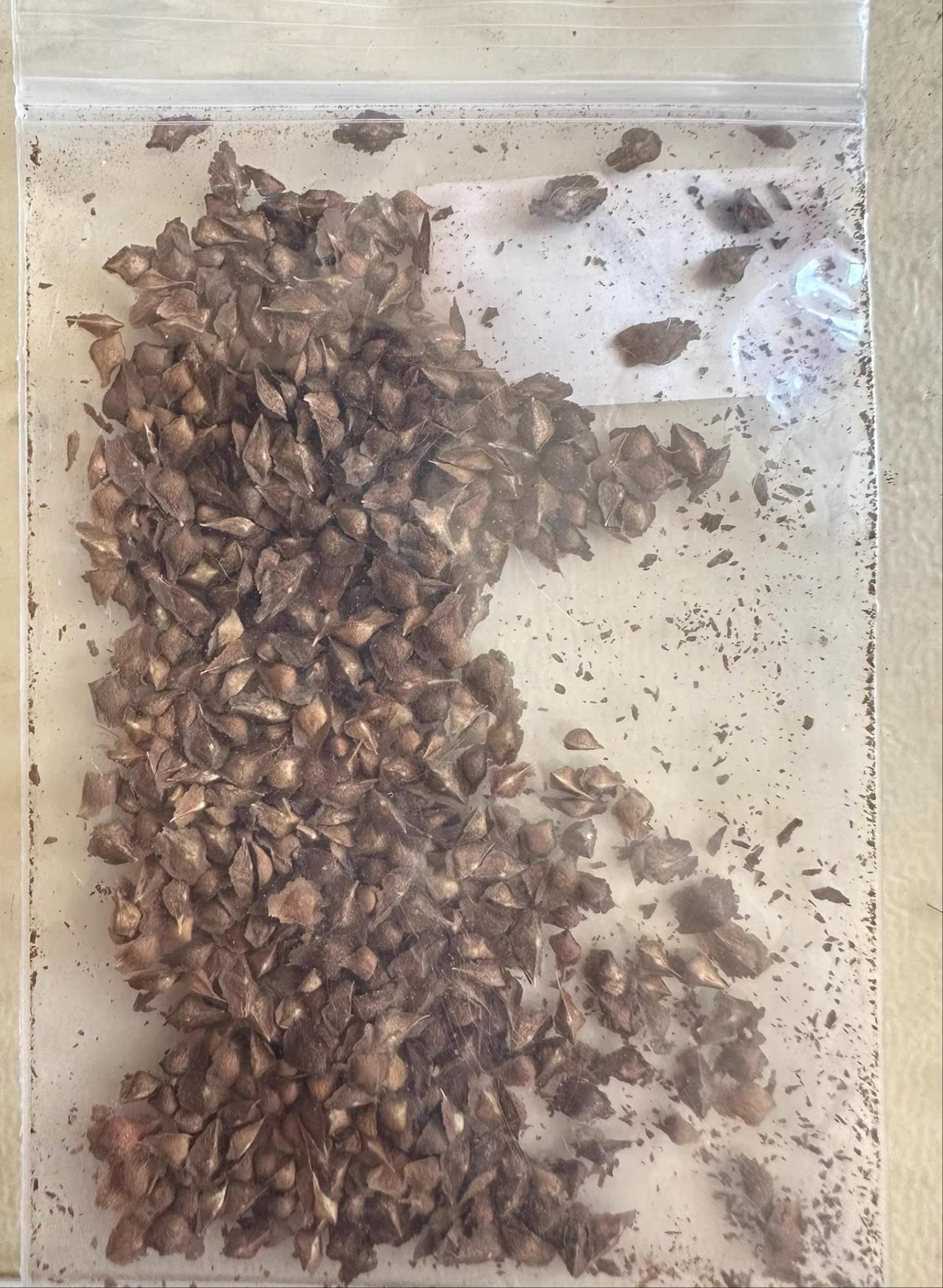 Boswellia nana seeds5/10/20pcs