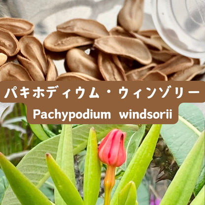 Pachypodium windsorii seeds - rare madagascar palm collector seeds