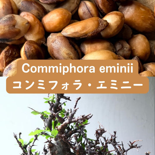 Commiphora eminii seeds20/50/100PCS