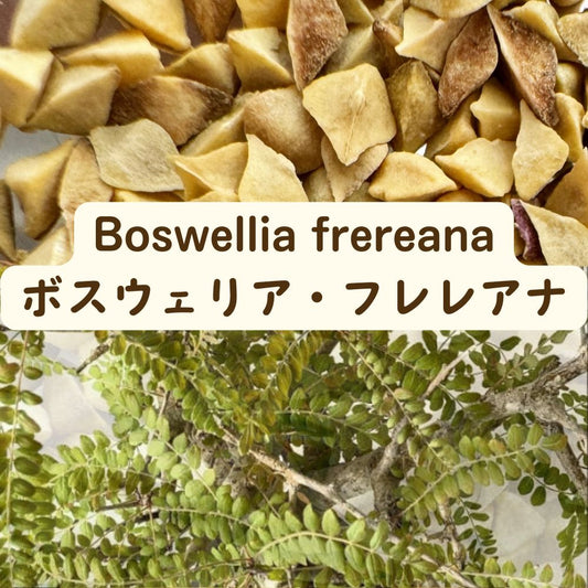 Boswellia frereana seeds20/50/100PCS