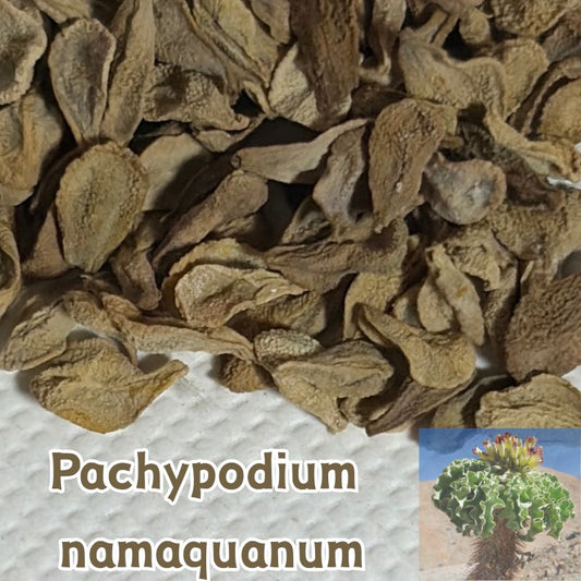 Pachypodium namaquanum seeds10/20/50/100PCS