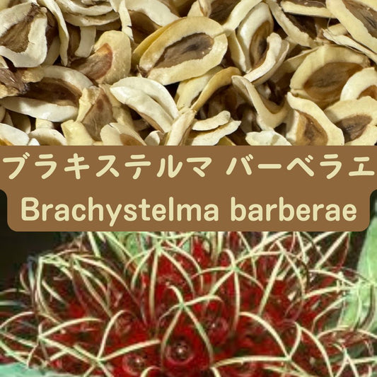 Brachystelma barberae - Fresh & Rare! seeds10/20pcs