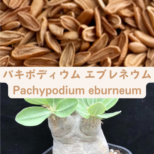 Pachypodium eburneum seeds50/100/200/500pcs