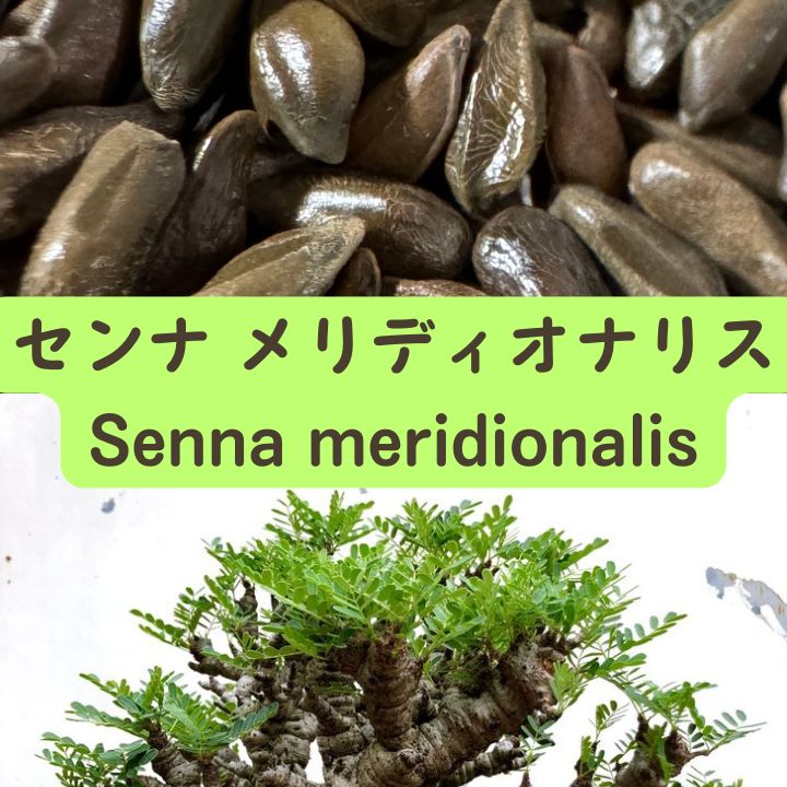 Senna meridionalis seeds50/100/200/500pcs