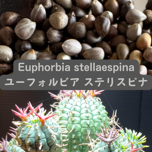 Euphorbia stellaespina seeds20/50pcs