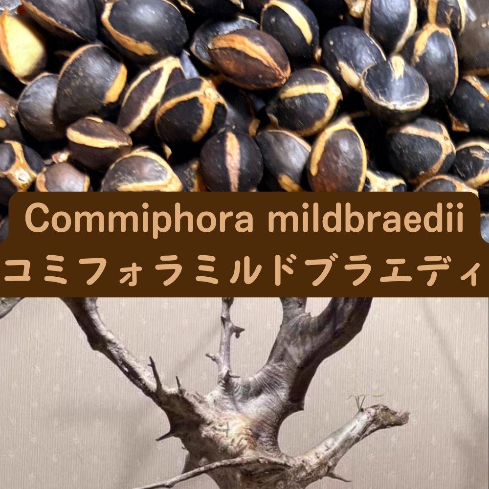 Commiphora mildbraedii seeds20/50/100PCS