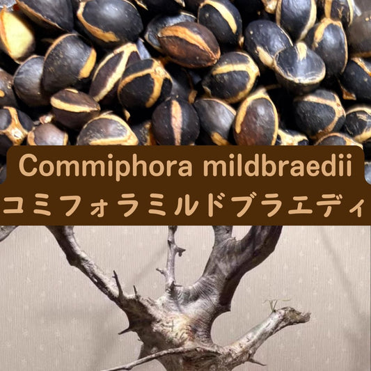 Commiphora mildbraedii seeds20/50/100PCS