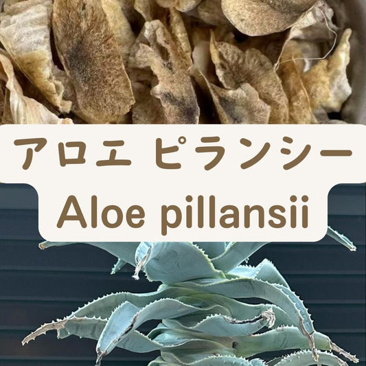 Aloe pillansii seeds20/50/100PCS