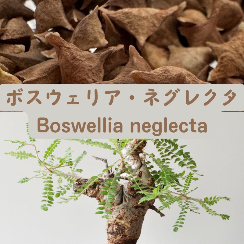 Boswellia neglecta - Fresh & Rare! seeds50/100pcs