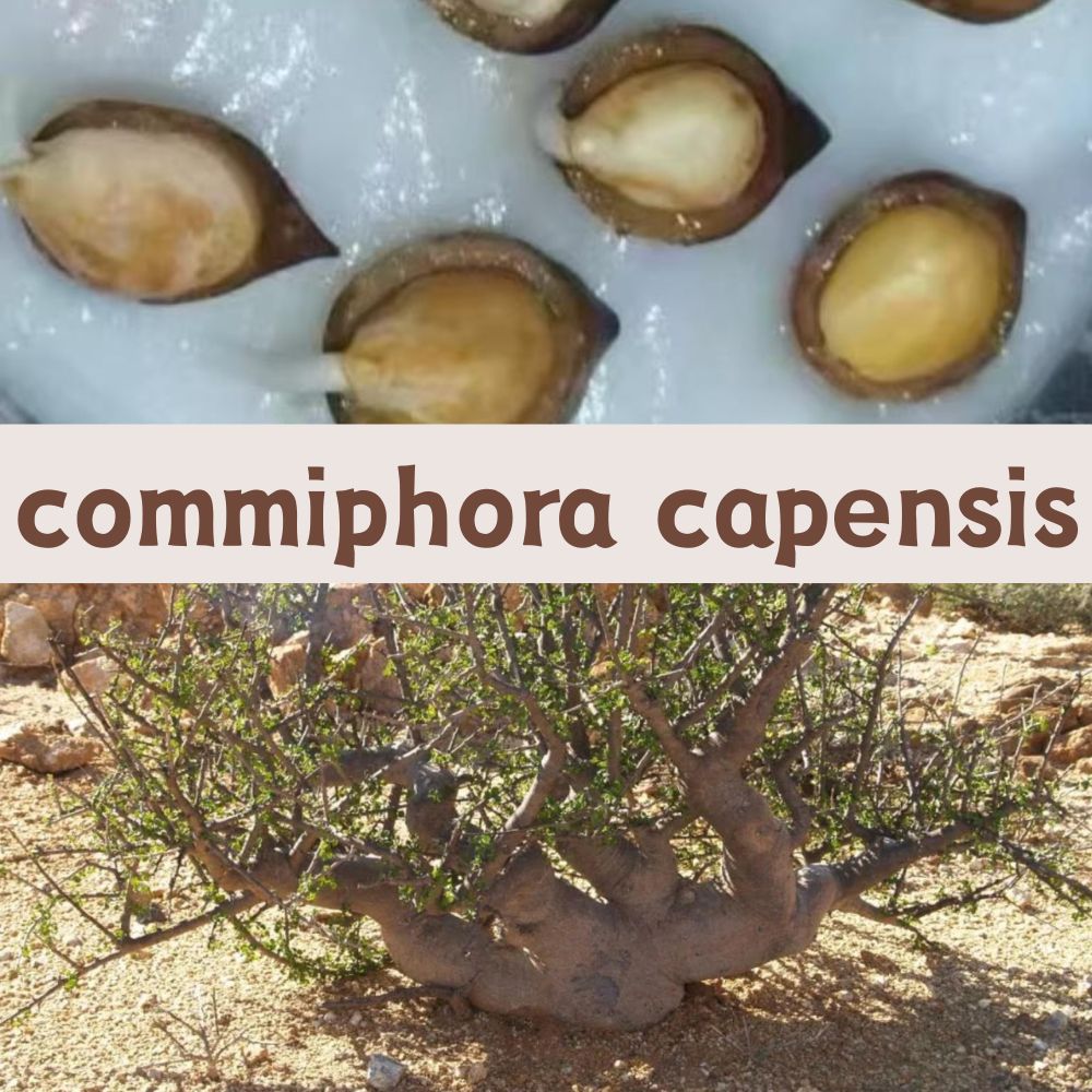 commiphora capensis seeds10/20/50PCS