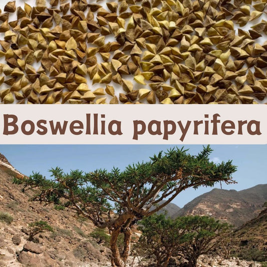 Boswellia papyrifera seeds5/10/20PCS