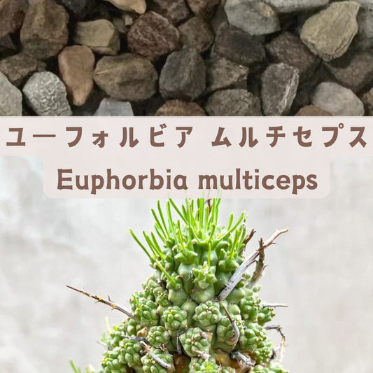 Euphorbia multiceps seeds10/20pcs