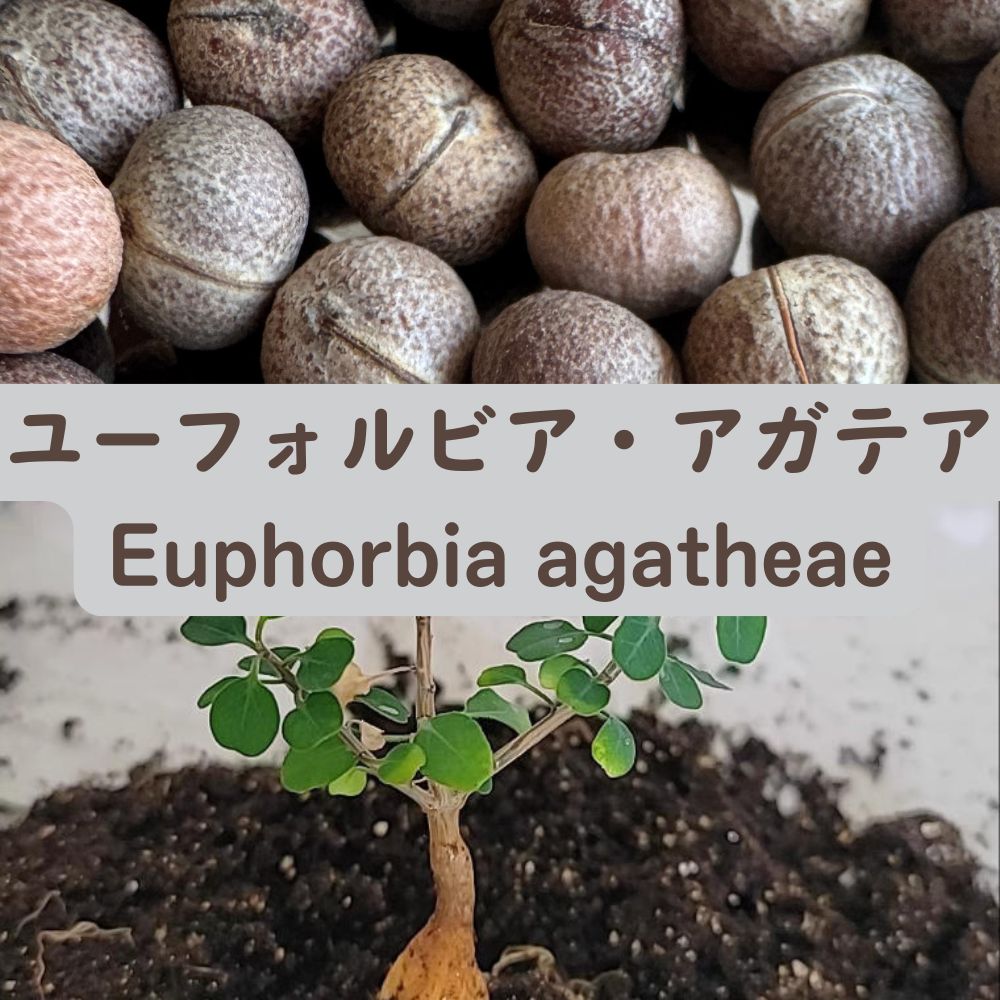 Euphorbia agatheae seeds20/50pcs