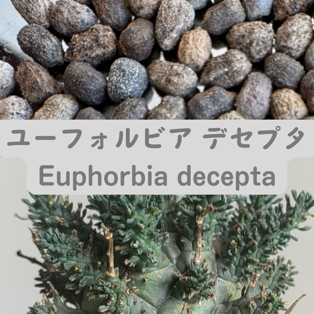 Euphorbia decepta seeds10/20/50pcs