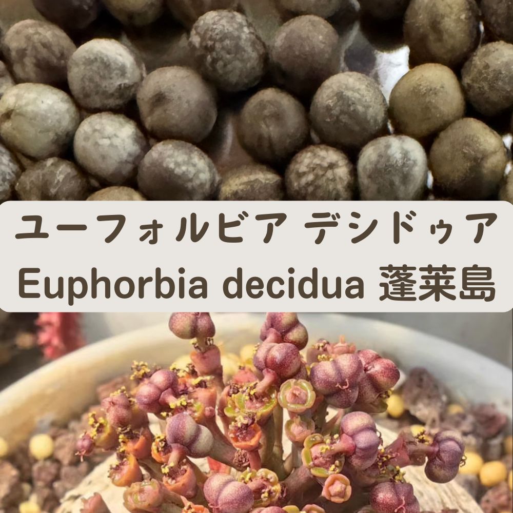 Euphorbia decidua seeds10/20/50pcs