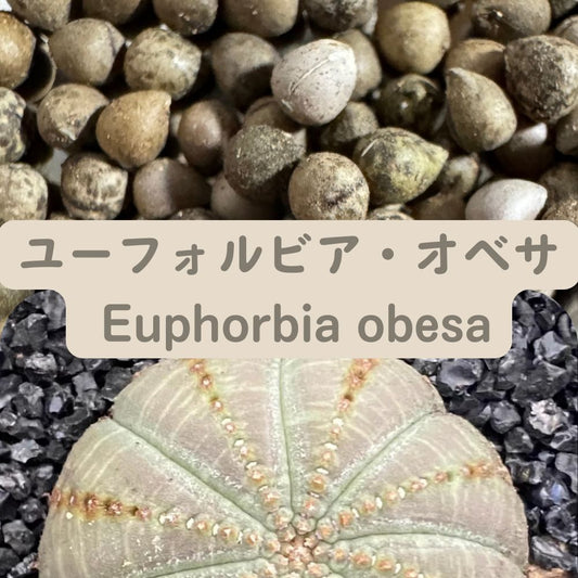 Euphorbia obesa seeds10/20/50/100pcs