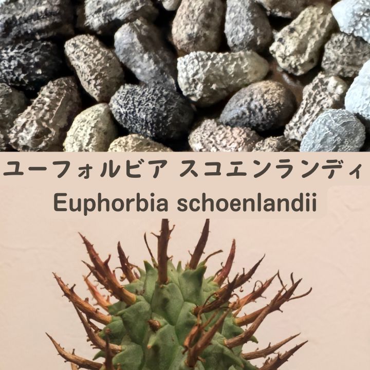 Euphorbia schoenlandii seeds10/20/50pcs