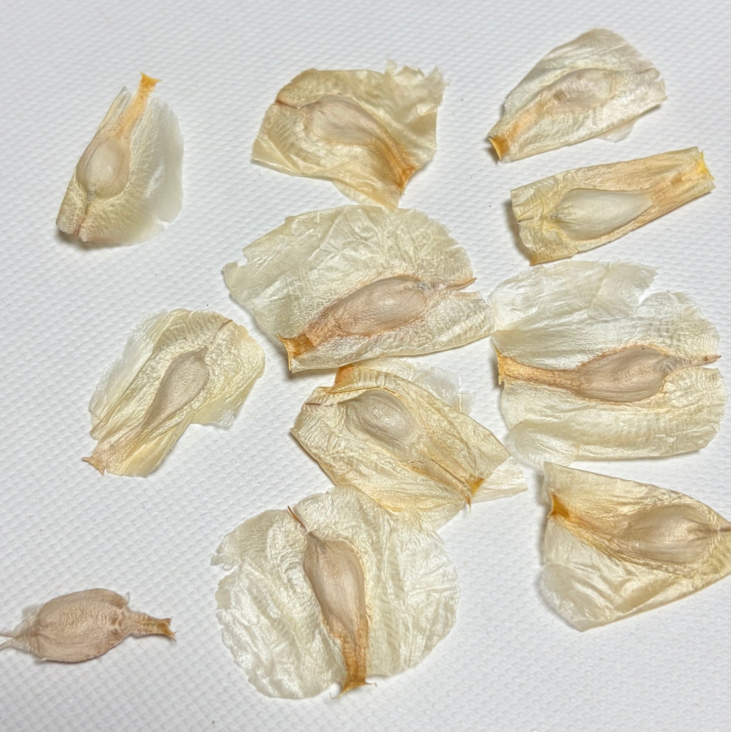 Welwitschia Mirabilis seeds 10PCS
