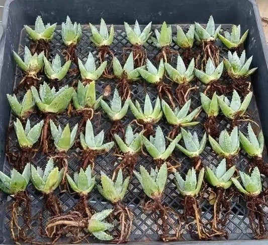 Aloe pillansii