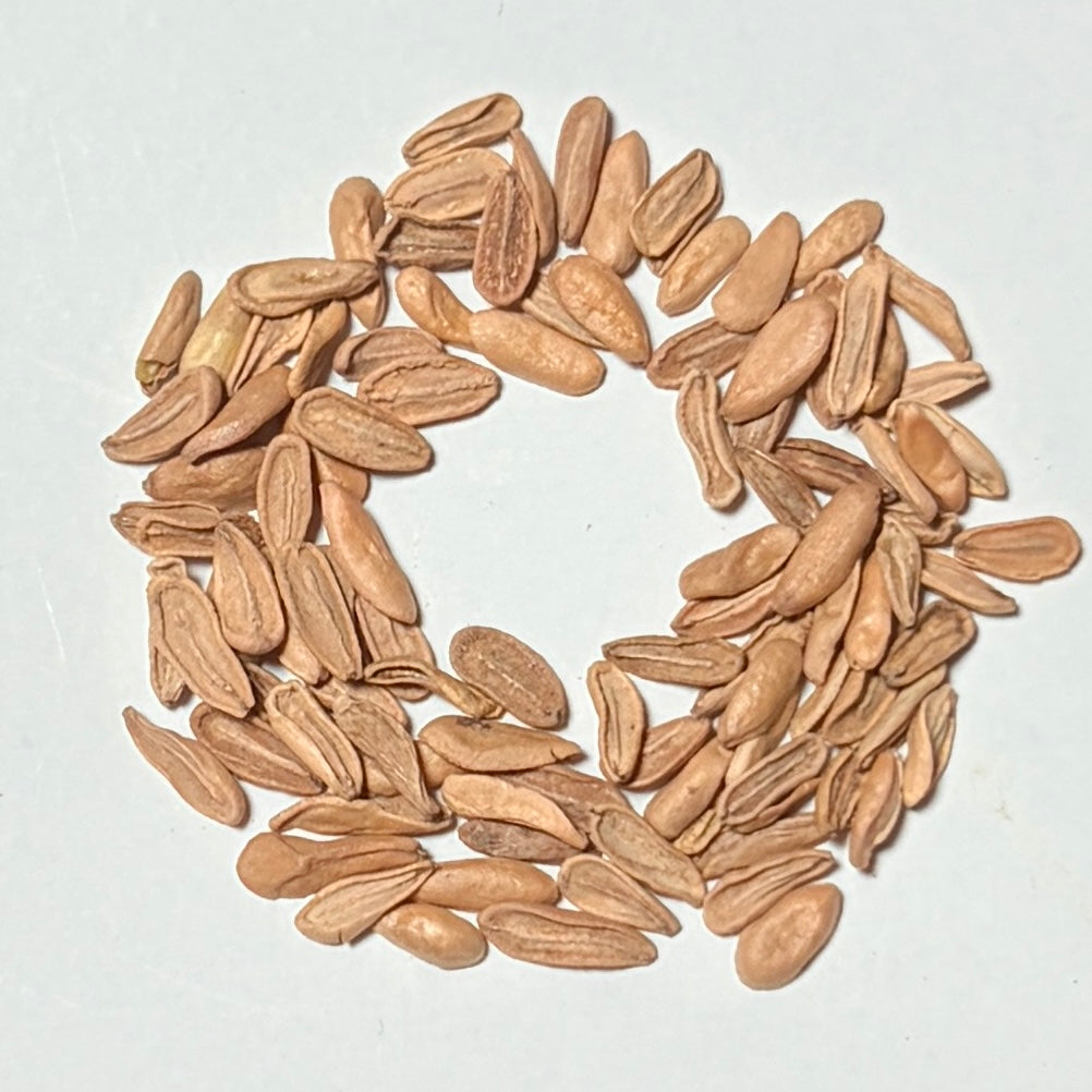 Pachypodium inopinatum Seeds - Fresh Rare Madagascar Palm Seeds (10 pcs)