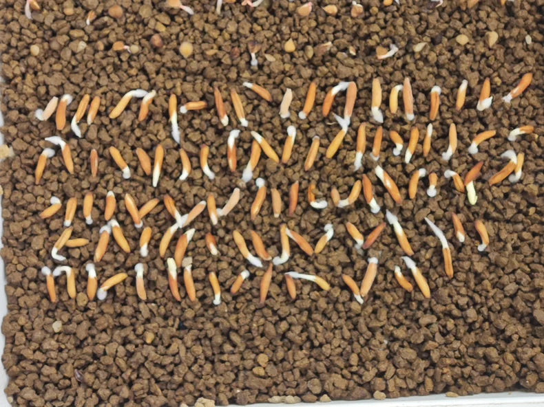 Adenium socotranum seeds25/50pcs