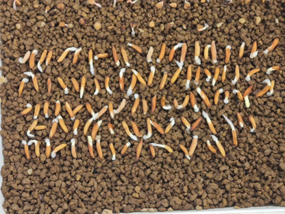 Adenium socotranum seeds25/50pcs