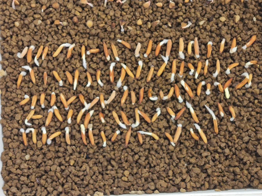 Adenium socotranum seeds25/50pcs