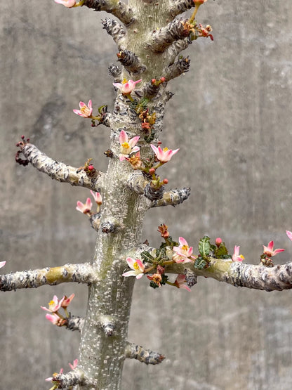 Boswellia nana seeds5/10/20pcs