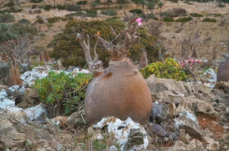 Adenium socotranum seeds25/50pcs