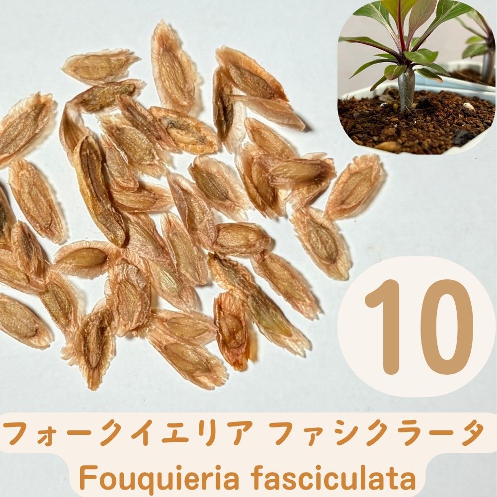 Fouquieria fasciculata Seeds(10 pcs) - Fresh Rare Dorstenia