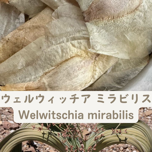 Welwitschia Mirabilis seeds20 / 50 / 100PCS