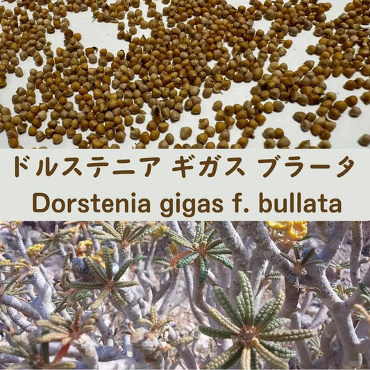 Dorstenia gigas f. bullata seeds - rare rare dorstenia collector seeds