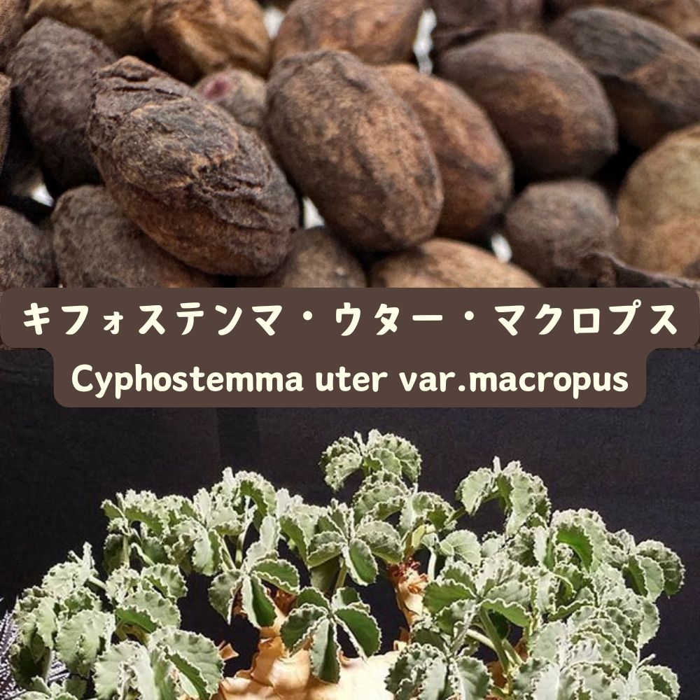 Cyphostemma uter var. macropus seeds50/100/200/500pcs